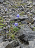 © Gill Pinkerton  <em>Lonely harebell</em>
