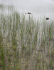 © Gill Pinkerton  <em>Watery sedge</em>