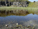 © Gill Pinkerton  <em>Daisy and reflection</em>