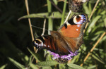 © Harry Pinkerton  <em>Peacock on hardhead</em>