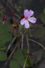 © Peter Robinson  <em>Plant in Pond</em>