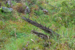 © Rod Smith  <em>Ribblehead Quarry 4</em>