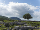 © Sue Best  <em>Lone Tree</em>