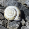 © Sue Best  <em>Shell</em>