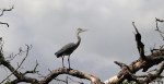 © Jonathan Heath  <em>Grey Heron</em>