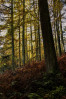 © Brian Blinkhorn  <em>Autumn Colours</em>