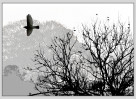 © David Crutchley  <em>Fieldfare are gathering</em>