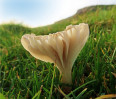 © Elaine Ward  <em>toadstool</em>