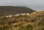 © John Bentley  <em>Ingleborough</em>