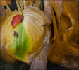 © Margaret Smith  <em>Red Leaf</em>