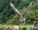 © Nick Burton  <em>Eagle Owl in Flight</em>