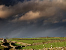 © Rod Smith  <em>Sheep may Safely Graze</em>