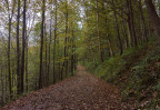 © Sue Haddrill  <em>Shades of Autumn</em>