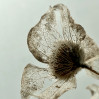 © Yvonne Fairclough  <em>Fragility</em>