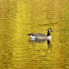 © Yvonne Fairclough  <em>Bathed in Gold</em>