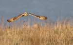 © Brian Blinkhorn  <em>Short Eared Owl at Sunset</em>