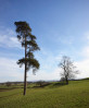 © Chris Chandler  <em>Two trees</em>