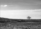 © David Crutchley  <em>Lone Tree</em>