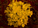 © Gill Pinkerton  <em>A bat's view of daffodils</em>