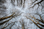 © Tim Fearon  <em>Looking up....</em>