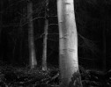 © Brian Blinkhorn  <em>Beech Tree</em>