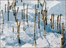 © Margaret Smith  <em>Water Horsetail Ribblehead Quarry</em>