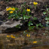 © Rod Smith  <em>Marsh Marigolds</em>