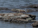 © Sue Best  <em>Little Egret</em>