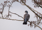 © Tim Fearon  <em>Wood Pigeon</em>