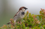 © Tim Fearon  <em>House Sparrow</em>