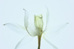 © Yvonne Fairclough  <em>Daffodil Study</em>