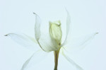 © Yvonne Fairclough  <em>Daffodil Study</em>