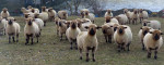 © Elaine Ward  <em>staring sheep</em>