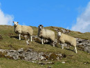 © Elaine Ward  <em>3 sheep</em>