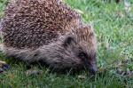 © Peter Robinson  <em>Hedgehog Foraging (Wildlife)</em>