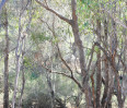 © Jeanette Davidson  <em>morning light</em>