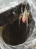 © Chris Chandler  <em>Pink Spider thirds</em>