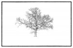 © Brian Blinkhorn  <em>Tree in Snow</em>