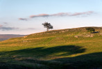 © John Bentley  <em>Tree and shadows</em>