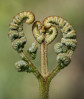 © Peter Robinson  <em>Two hearts meet as one</em>
