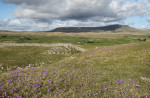 © Margaret Smith  <em>Primroses and Pen-y-ghent</em>