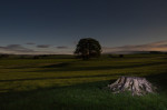 © Peter Robinson  <em>Eshton Copse by moonlight</em>