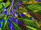 © David Crutchley  <em>Horse chestnut leaves</em>