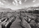 © David Crutchley  <em>Dying Ash</em>