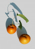 © Elaine Ward  <em>2 apples</em>