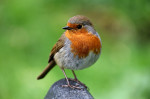 © Elaine Ward  <em>Portrait of Robin</em>