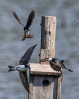 © Graham Wood  <em>Tight Housing Market</em>