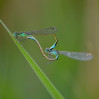 © Ian Hughes  <em>Love Heart</em>