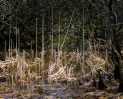 © Margaret Smith  <em>Rushes in Winter</em>