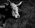 © Paul Higgins  <em>Highland Portrait</em>